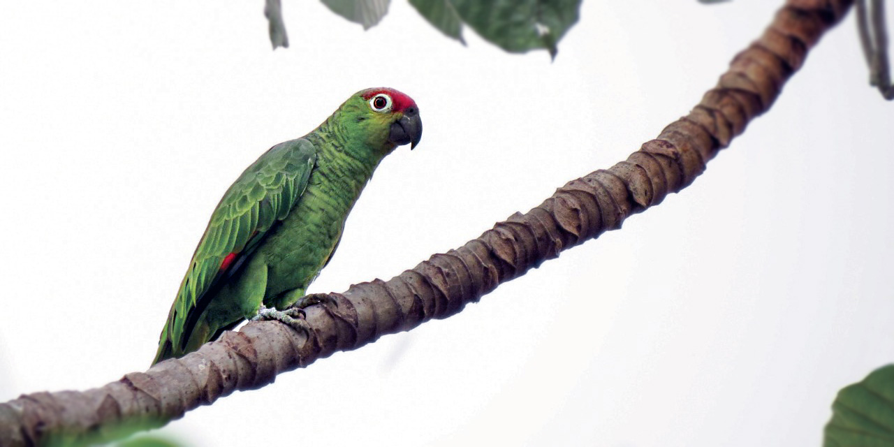 Lilacine Amazon en Balsas
