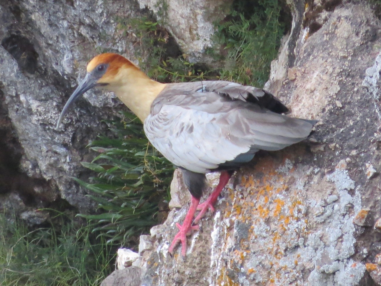 El equipo de Jocotoco es el primero en obtener datos sobre la bandurria en Ecuador