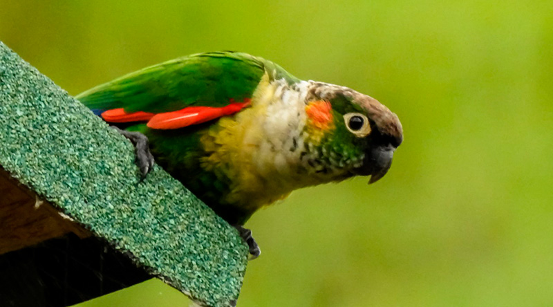 Cajas nido para Perico Pechiblanco