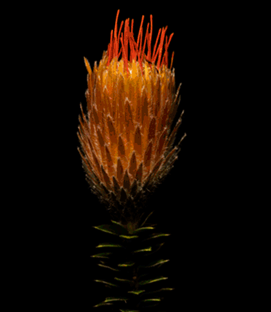 Salvemos a la Estrella de Garganta Azul!