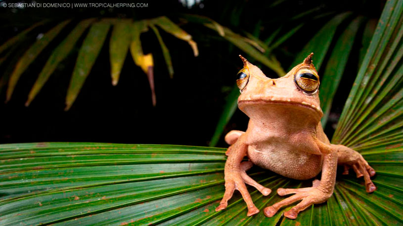 La rana marsupial con cuernos