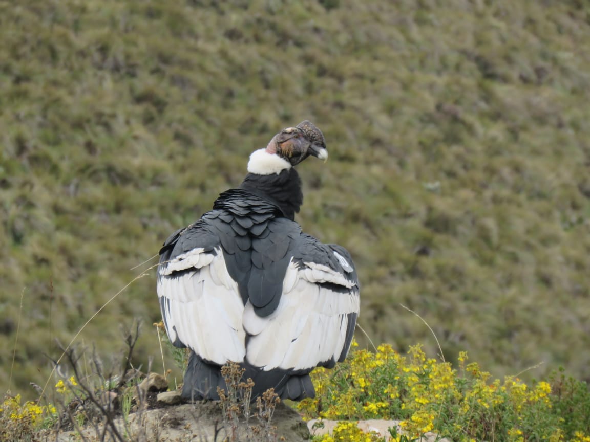 Liberación de Iguiñaro, el cóndor rescatado en el Quinche