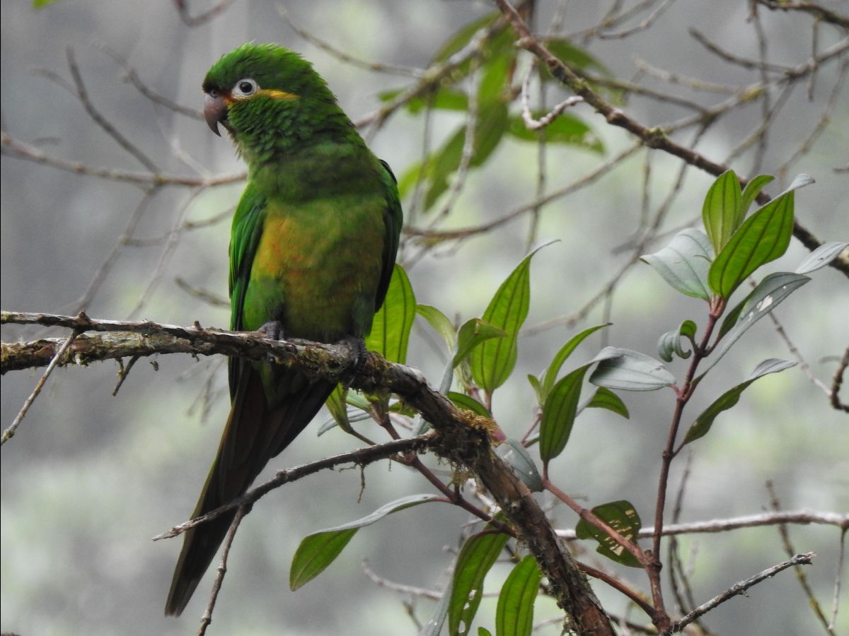 New grant connecting forests in southern Ecuador!