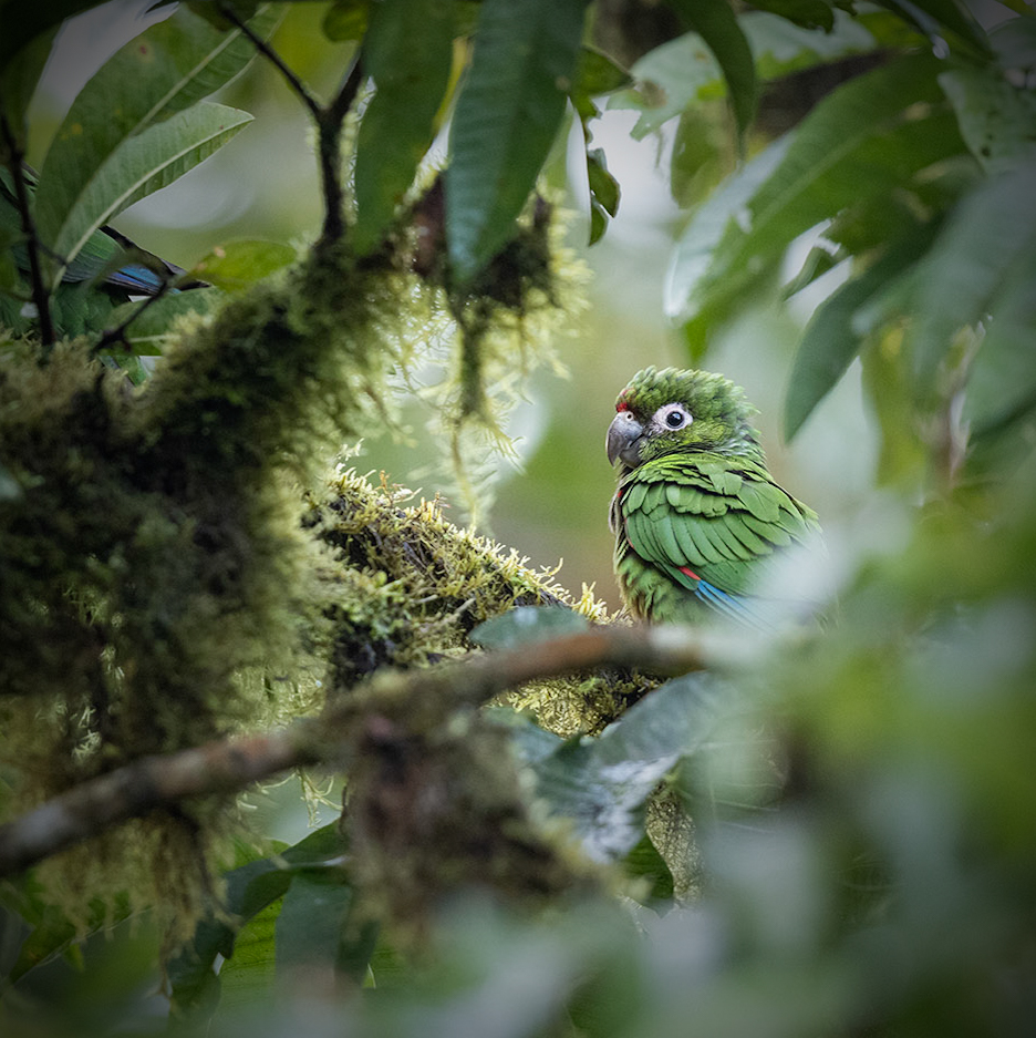 ¡Nuevas y singulares especies encontradas en el Chocó ecuatoriano!