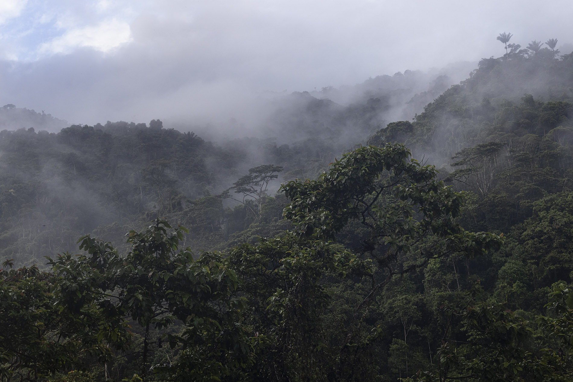 ¡Nuestra reserva Buenaventura sigue creciendo!