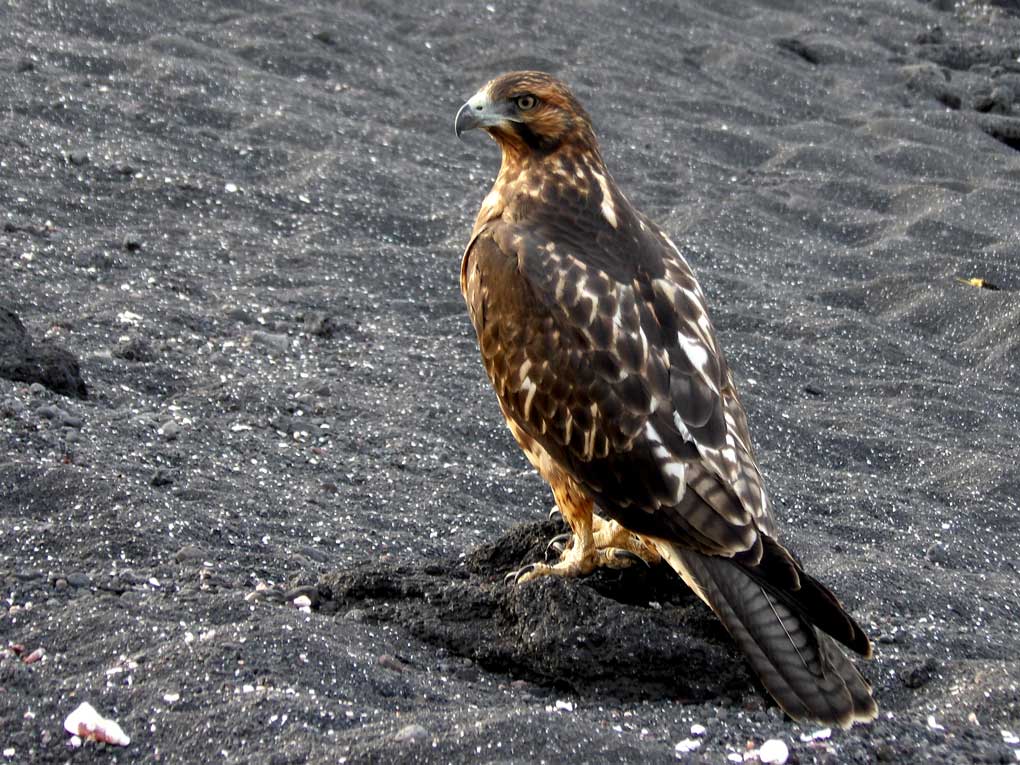 Gavilán de Galápagos