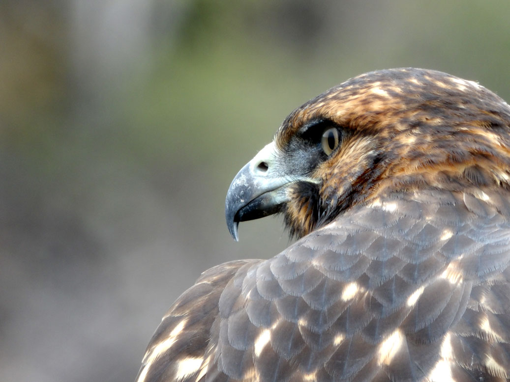 Gavilán de Galápagos