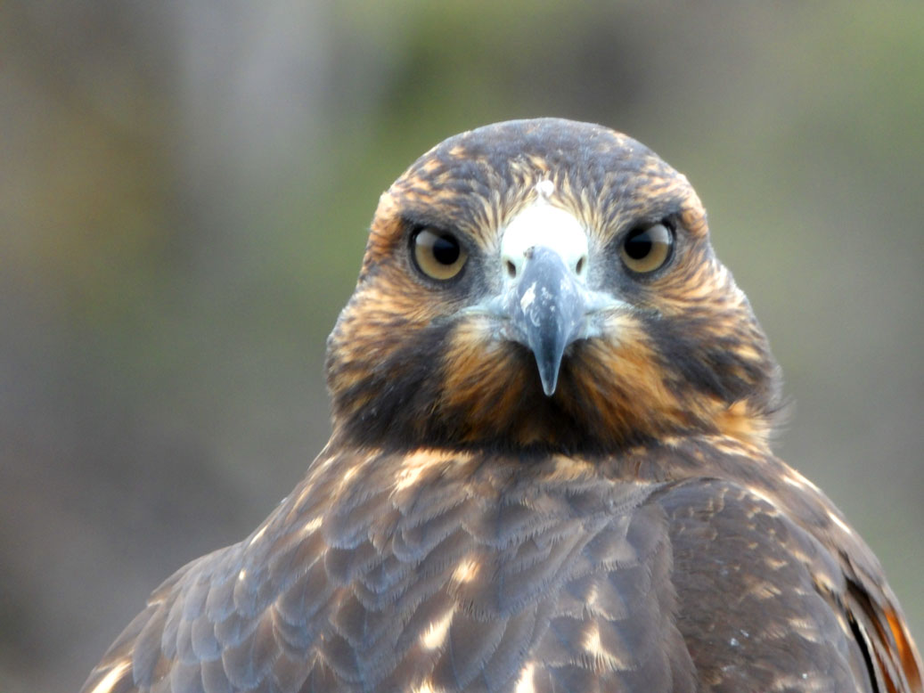 Gavilán de Galápagos