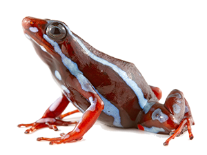 frog