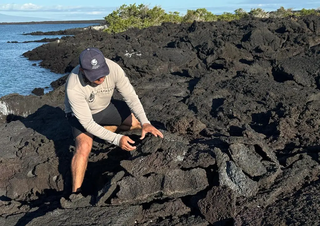 Pingüino de Galápagos