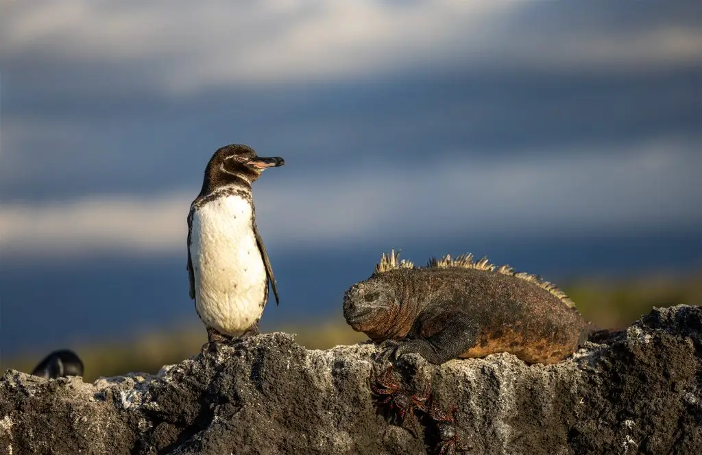 Expedición científica identifica señales asociadas al calentamiento del océano en el pingüino de Galápagos