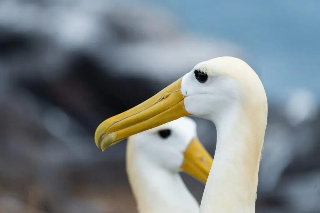 Albatros de Galápagos